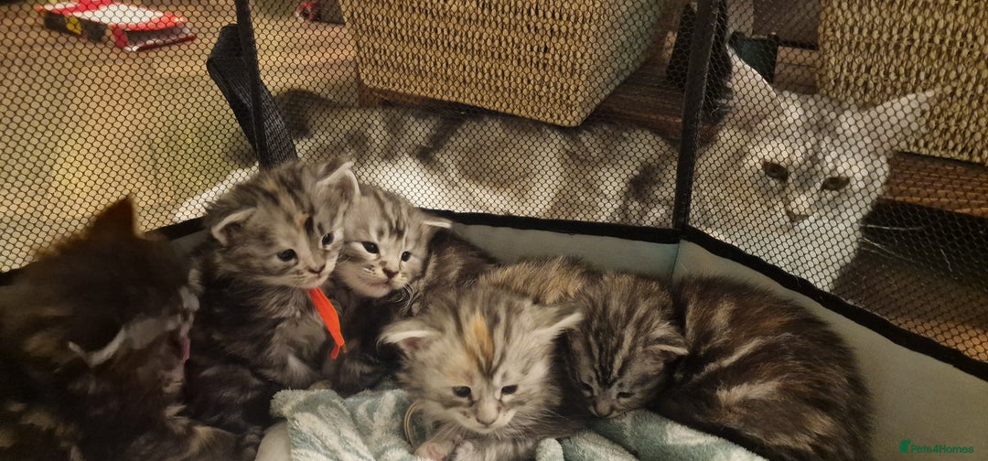 Maine Coon cats for sale: Pure Maine Coon Kittens - Advert 9