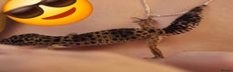 Leopard Gecko reptiles for sale: 7 months old Female leopard gecko  - Advert 16