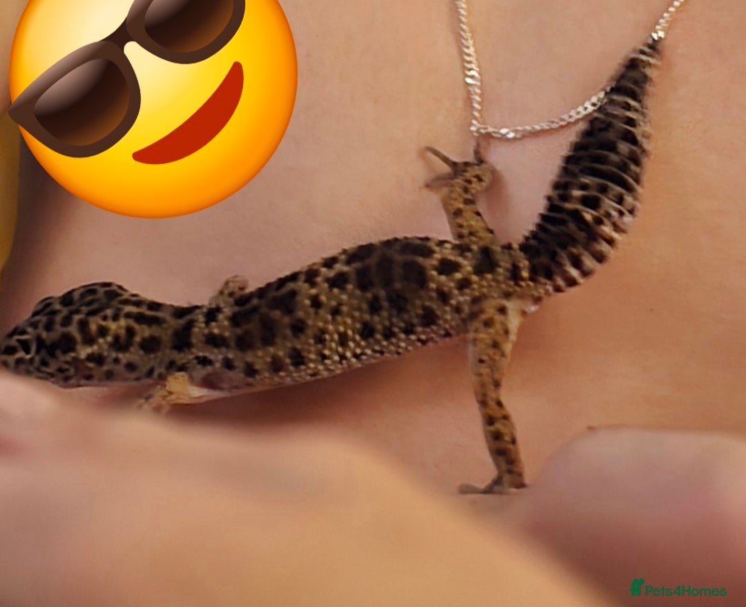Leopard Gecko reptiles for sale: 7 months old Female leopard gecko  - Advert 16