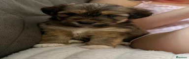 Wispa
