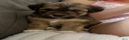 Mixed Breed dogs for sale:  Beautiful Female Puppies Ready Soon  - Advert 7