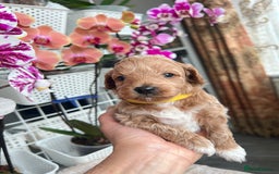 Maltipoo dogs for sale: Beautiful F1B Toy Size Maltipoo Puppies - Image 14