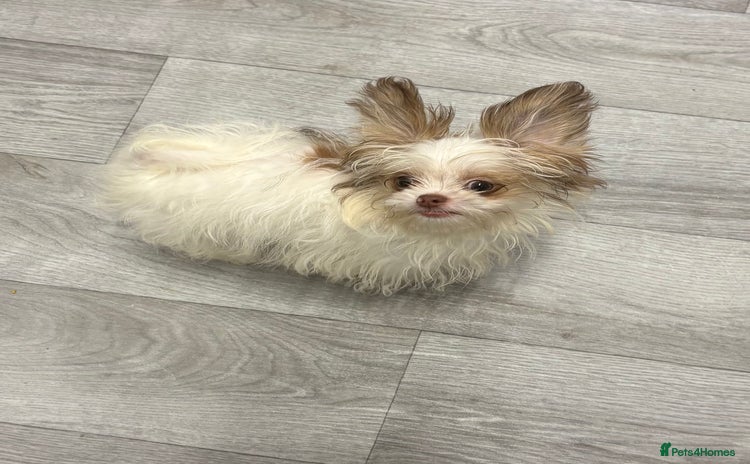 Mixed Breed dogs - Advert 3