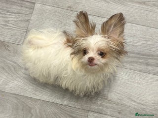 Mixed Breed dogs - Advert 4