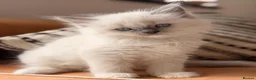 Ragdoll cats for sale: 🤍Exquisite 87.5% Ragdoll Kittens. Rare colours - Advert 7