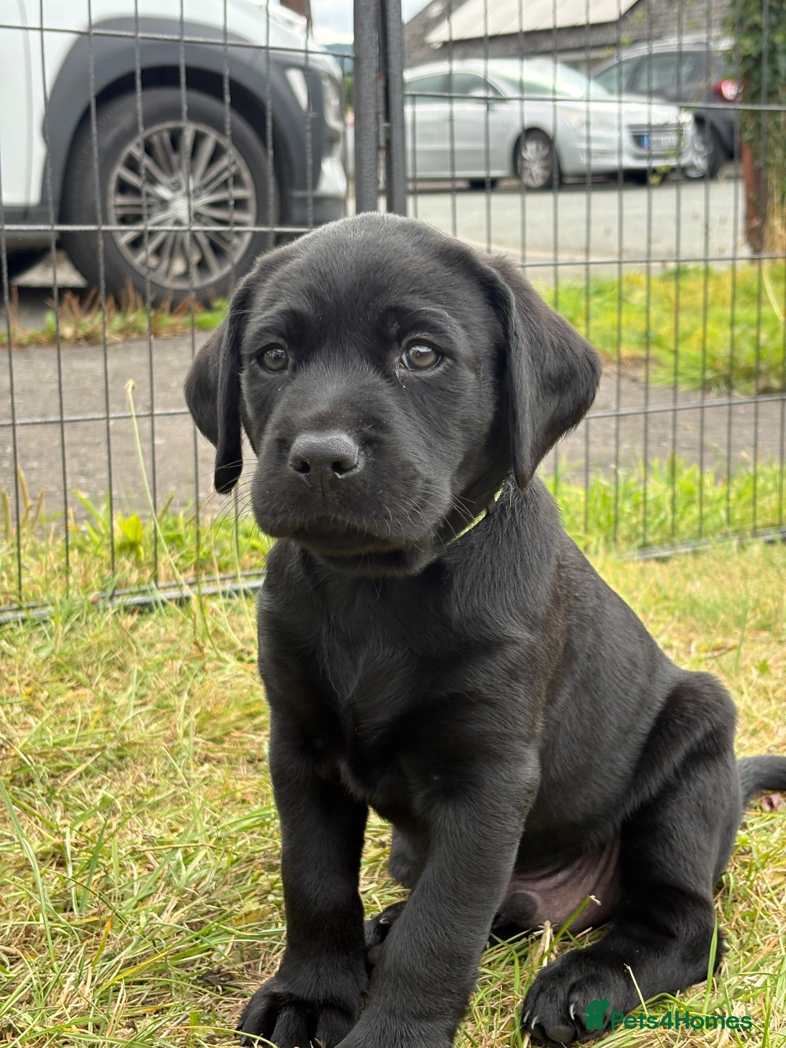 Labrador Retriever dogs 1 black male labrador puppy - Advert 10