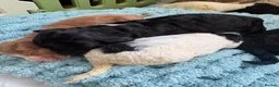Cockapoo dogs for sale: Ironhold Cockapoo Litter 🐶🖤🏴󠁧󠁢󠁳󠁣󠁴󠁿!  - Advert 8