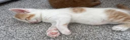 Mixed Breed cats for sale: Gorgeous ginger kittens  - Advert 11