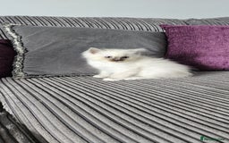 Ragdoll cats for sale: Ragdoll kittens looking for new homes - Image 1