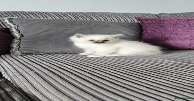 Ragdoll cats - Advert 1