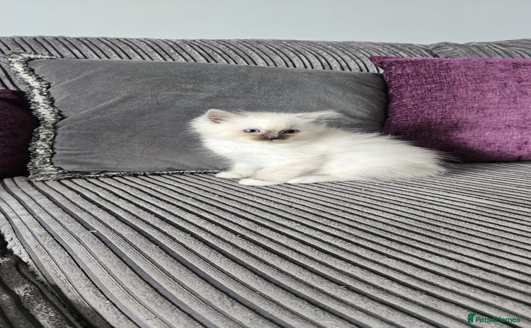 Ragdoll cats - Advert 4