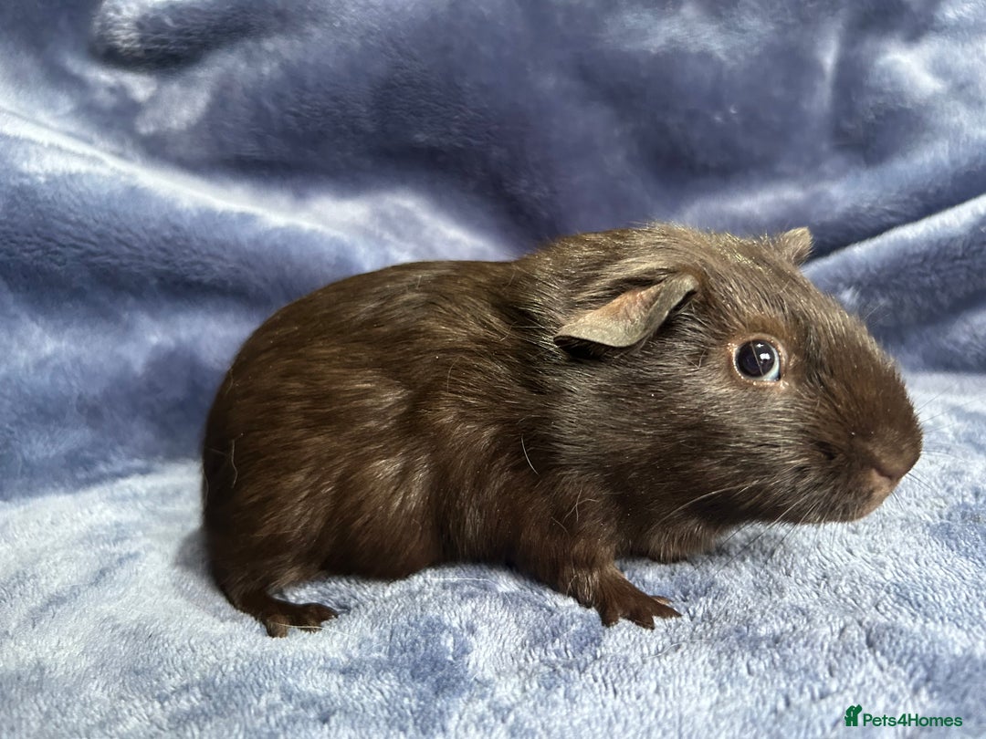 Guinea Pig rodents for sale: Dalmation baby Guinea pigs - Advert 9