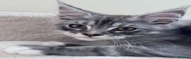 Maine Coon 2
