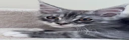 Maine Coon cats for sale: Gorgeous Pedigree Maine Coon Kittens for Sale - Advert 11