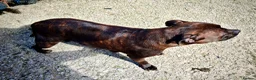 Staffordshire Bull Terrier dogs for sale: GORGEOUS RED STAFFORDSHIRE BULL TERRIER PUPPIES - Advert 19