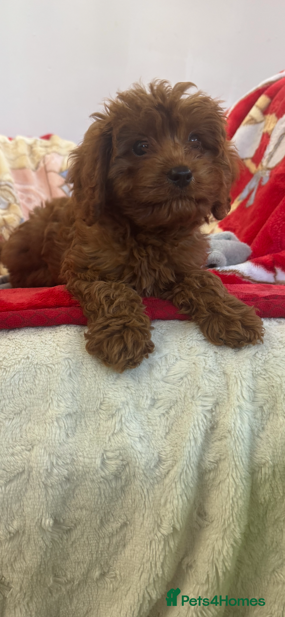 Cavapoo dogs for sale: Cavapoo BOY pup ready now ⭐️⭐️⭐️ - Image 6