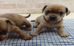 Mixed Breed dogs for sale: Pug x dachshund  ( Daug?) - Image 3