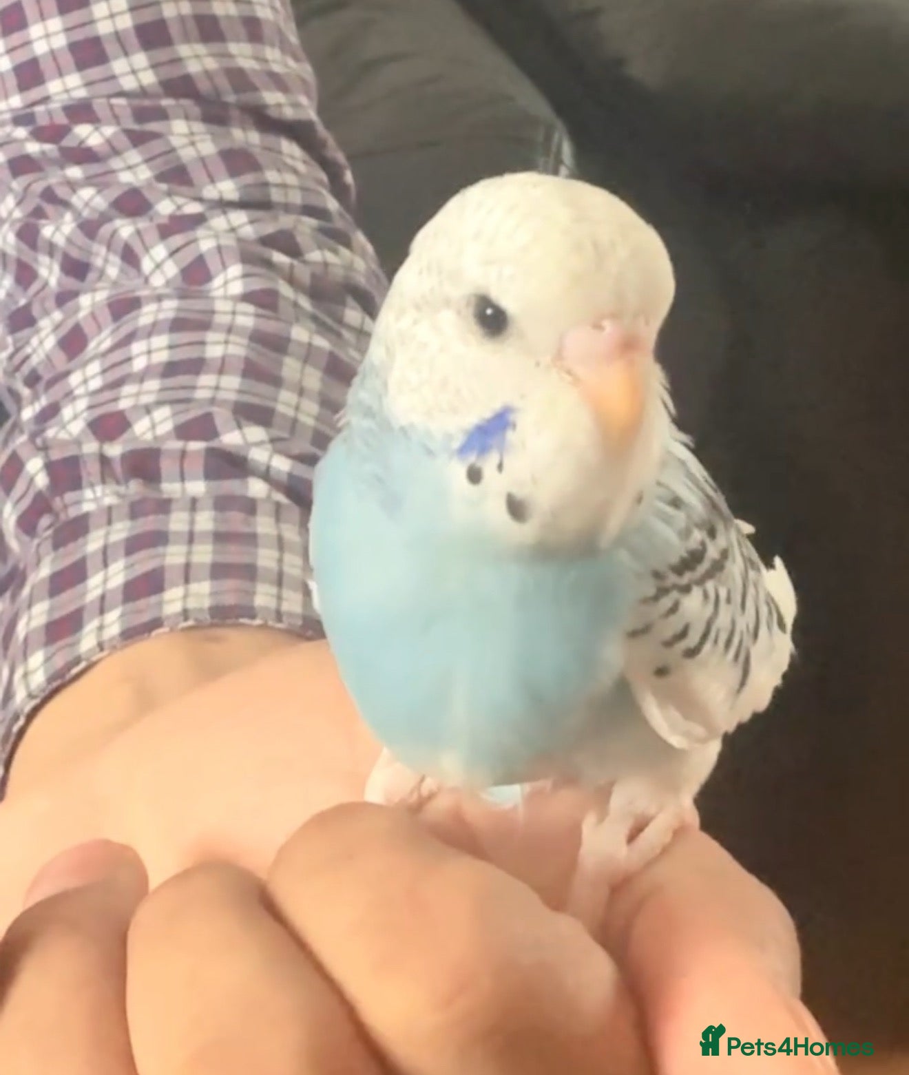 Mixed Breed birds Budgies - Advert 1