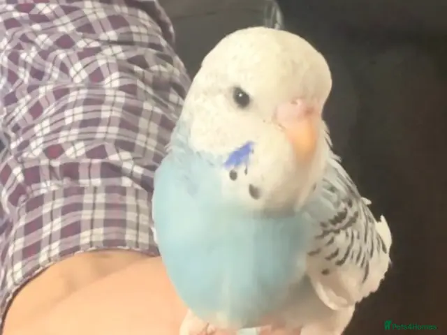 Mixed Breed birds for sale: Budgies - Advert 1