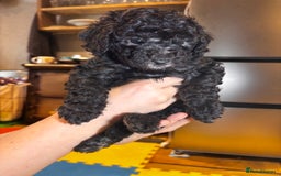 Toy Poodle dogs for sale: TOY POODLE PUPPIES 2 GIRLS 1 BOY LEFT - Image 8