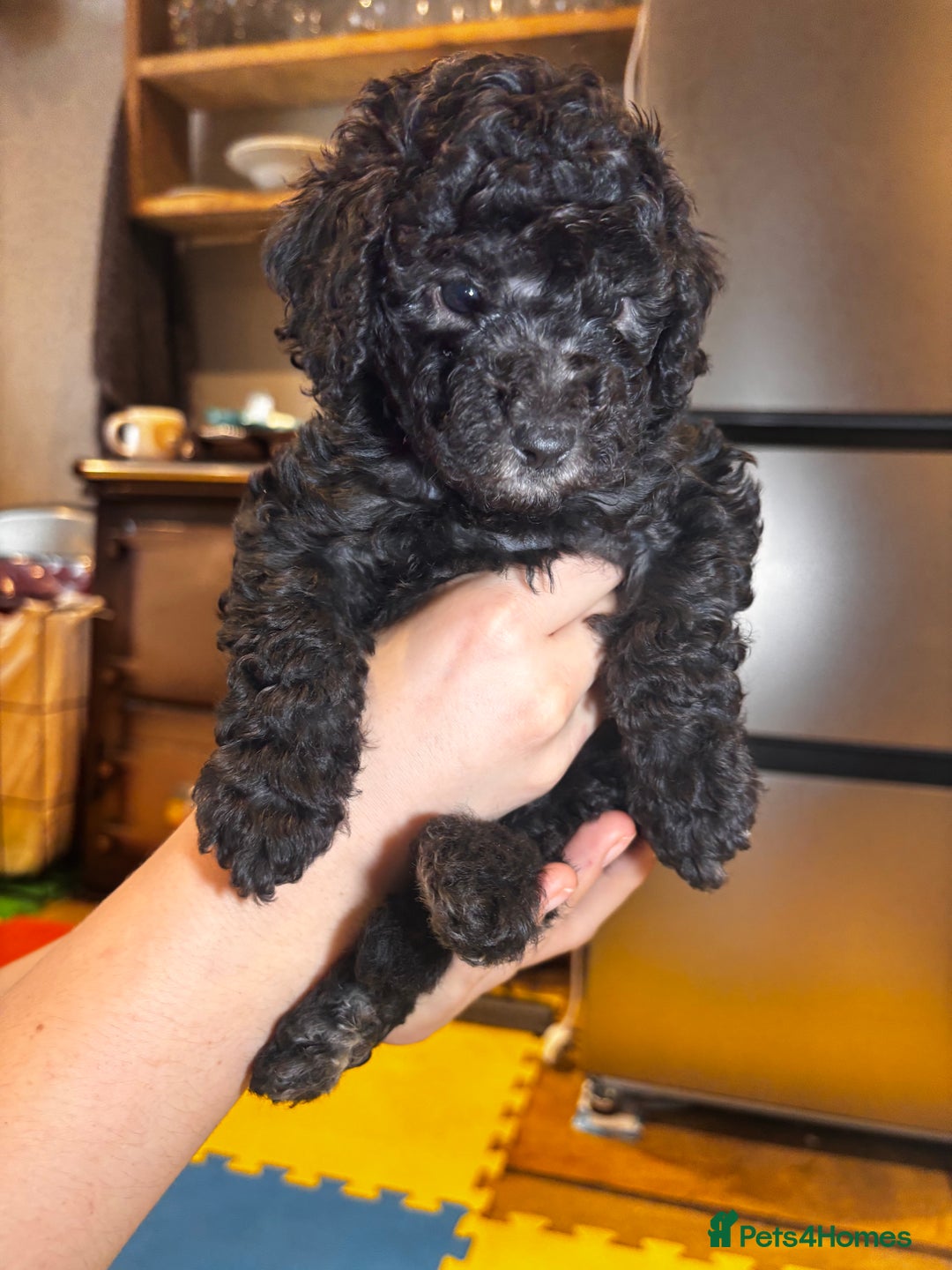 Toy Poodle dogs for sale: TOY POODLE PUPPIES 2 GIRLS 1 BOY LEFT - Image 8