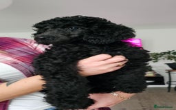 Standard Poodle dogs for sale: Last 3 Boys! KC standard poodle for sale ! - Image 1