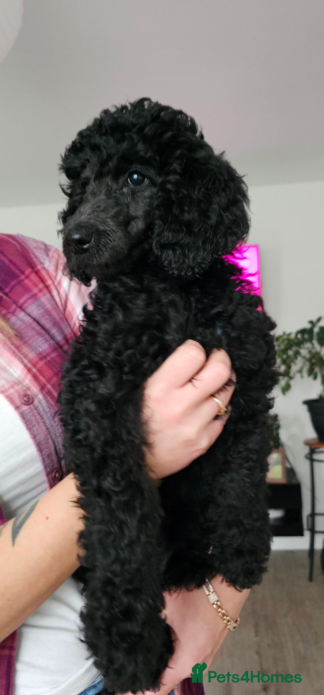 Standard Poodle dogs for sale: Last 3 Boys! KC standard poodle for sale ! - Image 1