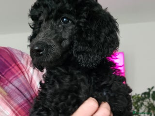 Standard Poodle dogs - Advert 1