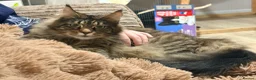 Maine Coon cats for sale: Tica registered 4 female mainecoons left,  polys - Advert 2