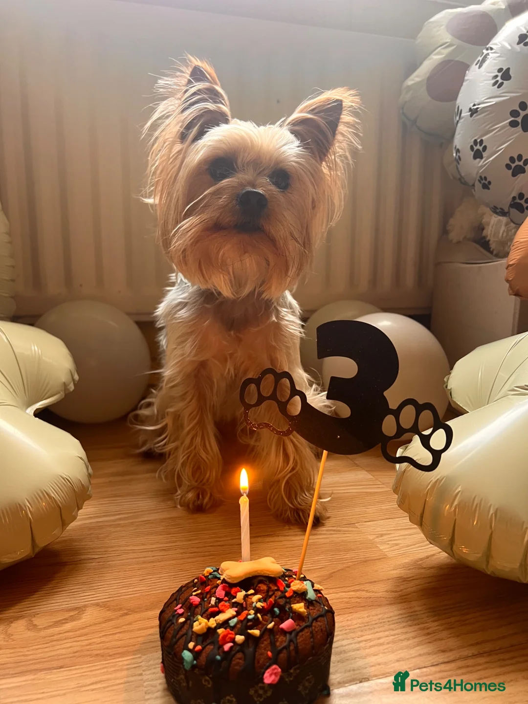 Yorkshire Terrier dogs for stud: For Stud  - Advert 5