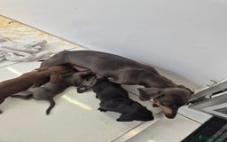 Miniature Dachshund dogs for sale: Stunning mini Daxies, KC reg PRA clear - Image 3