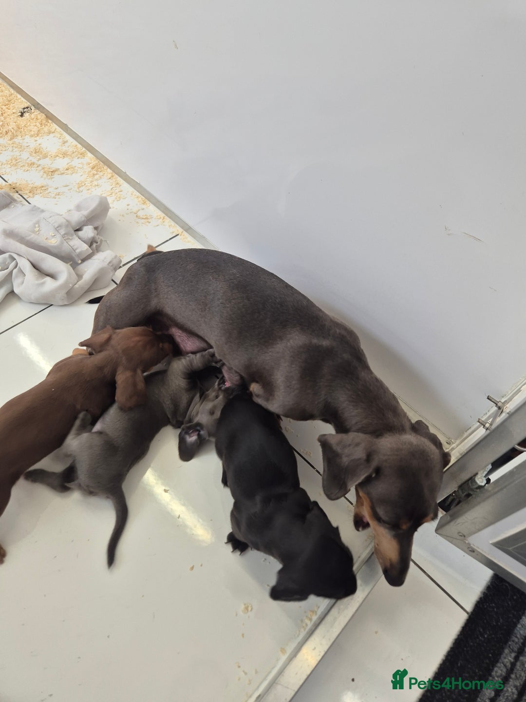 Miniature Dachshund dogs for sale: Stunning mini Daxies, KC reg PRA clear - Image 3