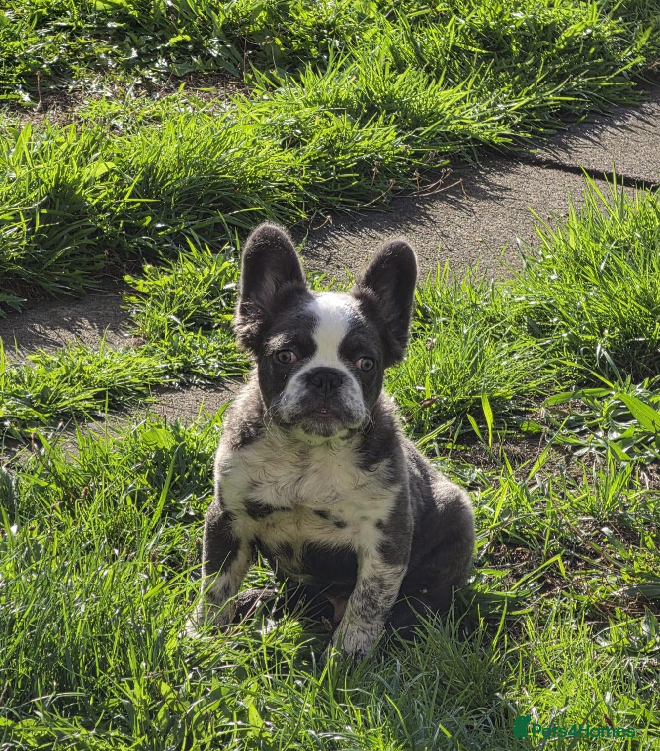 French Bulldog dogs Beautiful Fluffy Frenchies REDUCED - Advert 1
