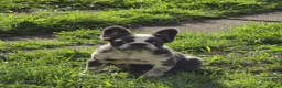 French Bulldog dogs for sale: Beautiful Fluffy Frenchies REDUCED - Advert 2