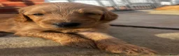 Double Doodle dogs for sale: Last double doodle puppy looking for her home - Advert 17