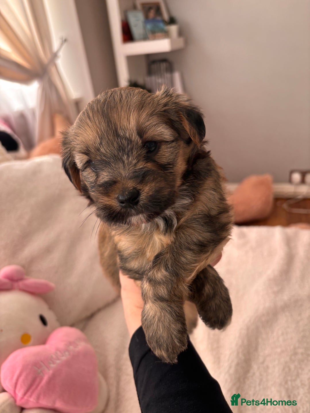 Yorkshire Terrier dogs for sale: Pedigree Yorkshire Terrier - Advert 24