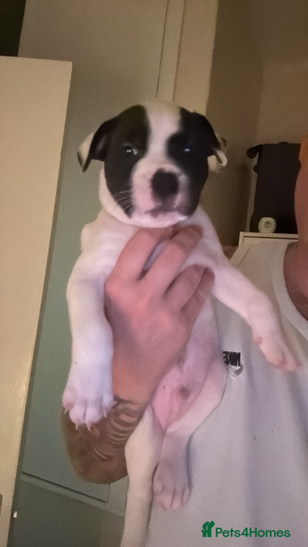 Staffordshire Bull Terrier dogs 6 week old male puppy  - Advert 1
