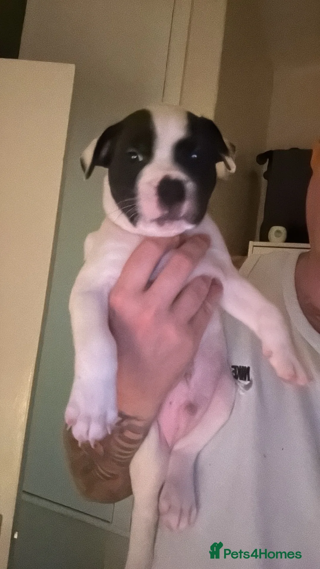 Staffordshire Bull Terrier dogs for sale: 6 week old male puppy  - Advert 1