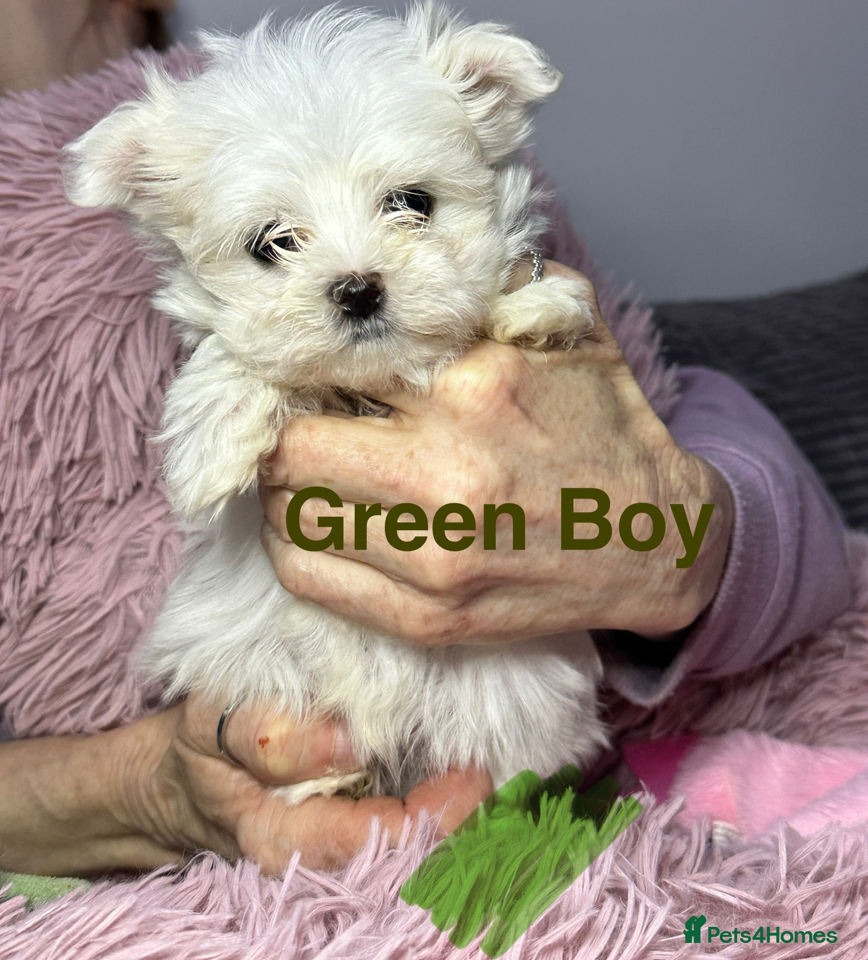 Maltese dogs Tiny Maltese boy puppy Ready now!! - Advert 6