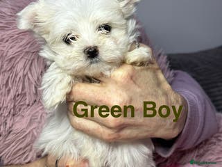 Maltese dogs Tiny Maltese boy puppy Ready now!! - Advert 6
