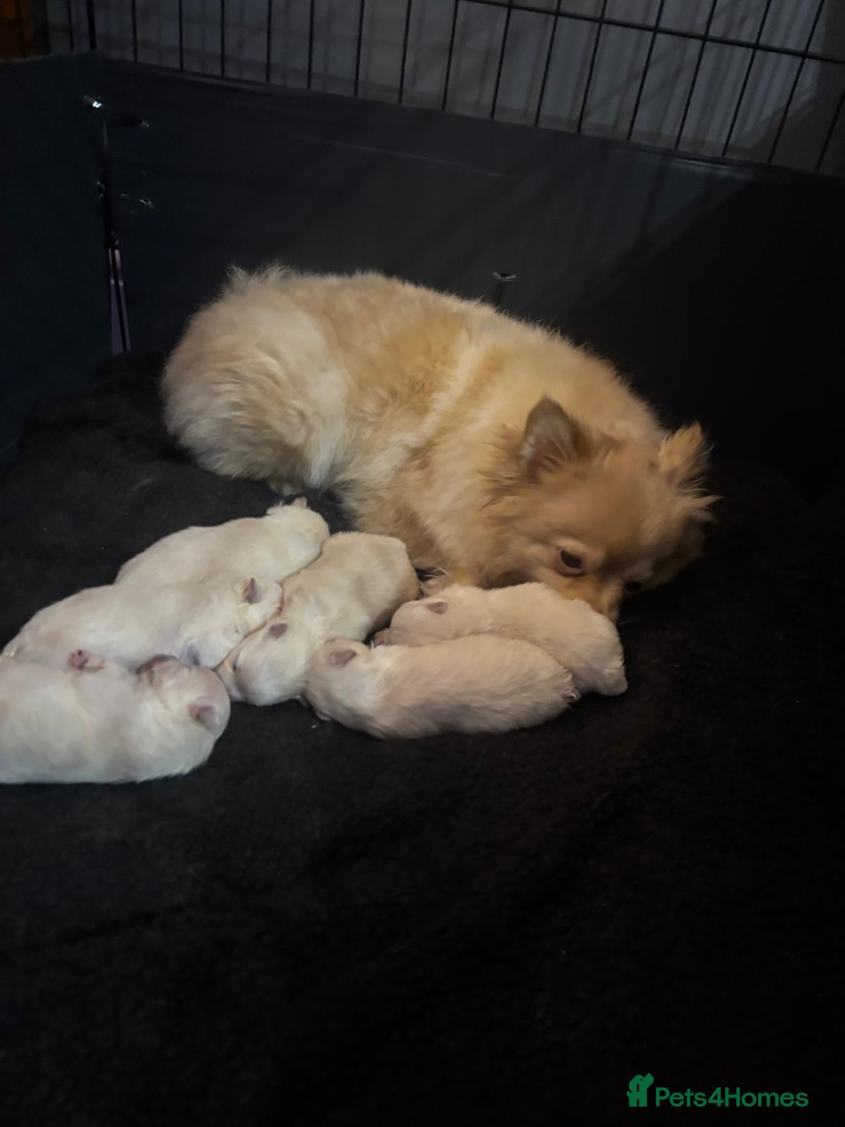 Pomeranian dogs Pomeranian puppies XS teddy face 🐶pure pedigree  - Advert 2