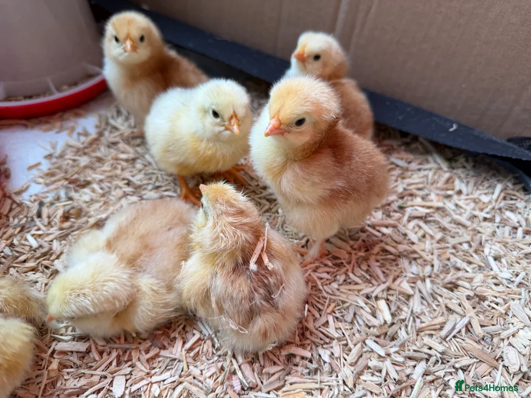 Mixed Breed poultry for sale: Day old chicks mixed breed - Advert 1