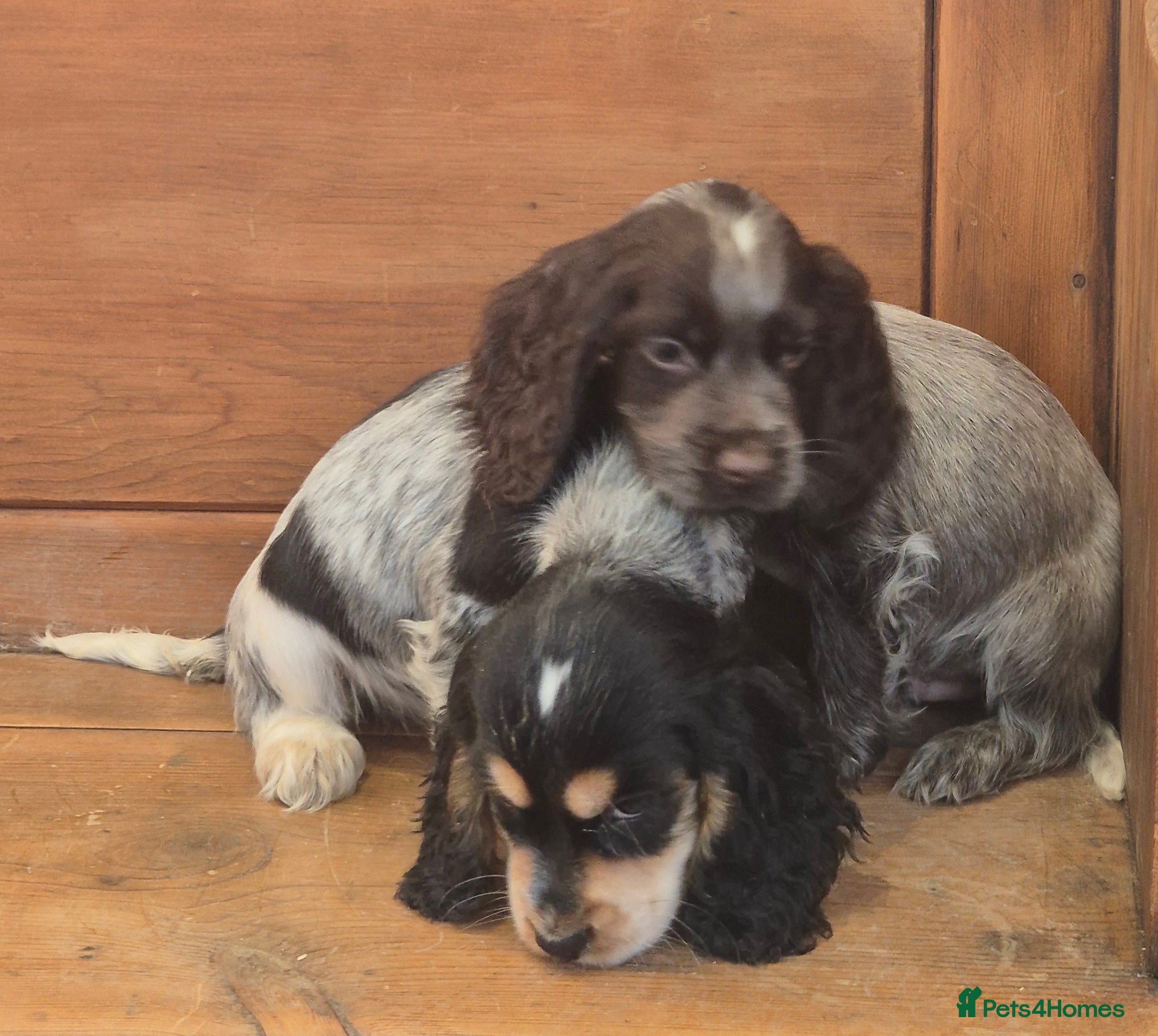 Cocker Spaniel dogs 🐾 Show-Type Cocker Spaniel Puppies 🐾 - Advert 1