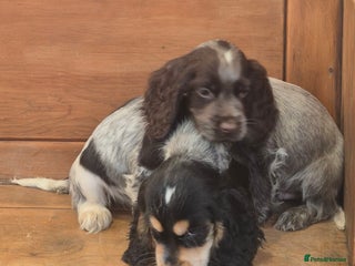 Cocker Spaniel dogs 🐾 Show-Type Cocker Spaniel Puppies 🐾 - Advert 1