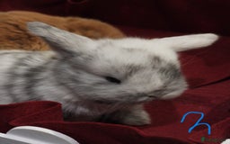 Mini Lop rabbits for sale: Adorable Purebred Mini Lop Babies - Image 9
