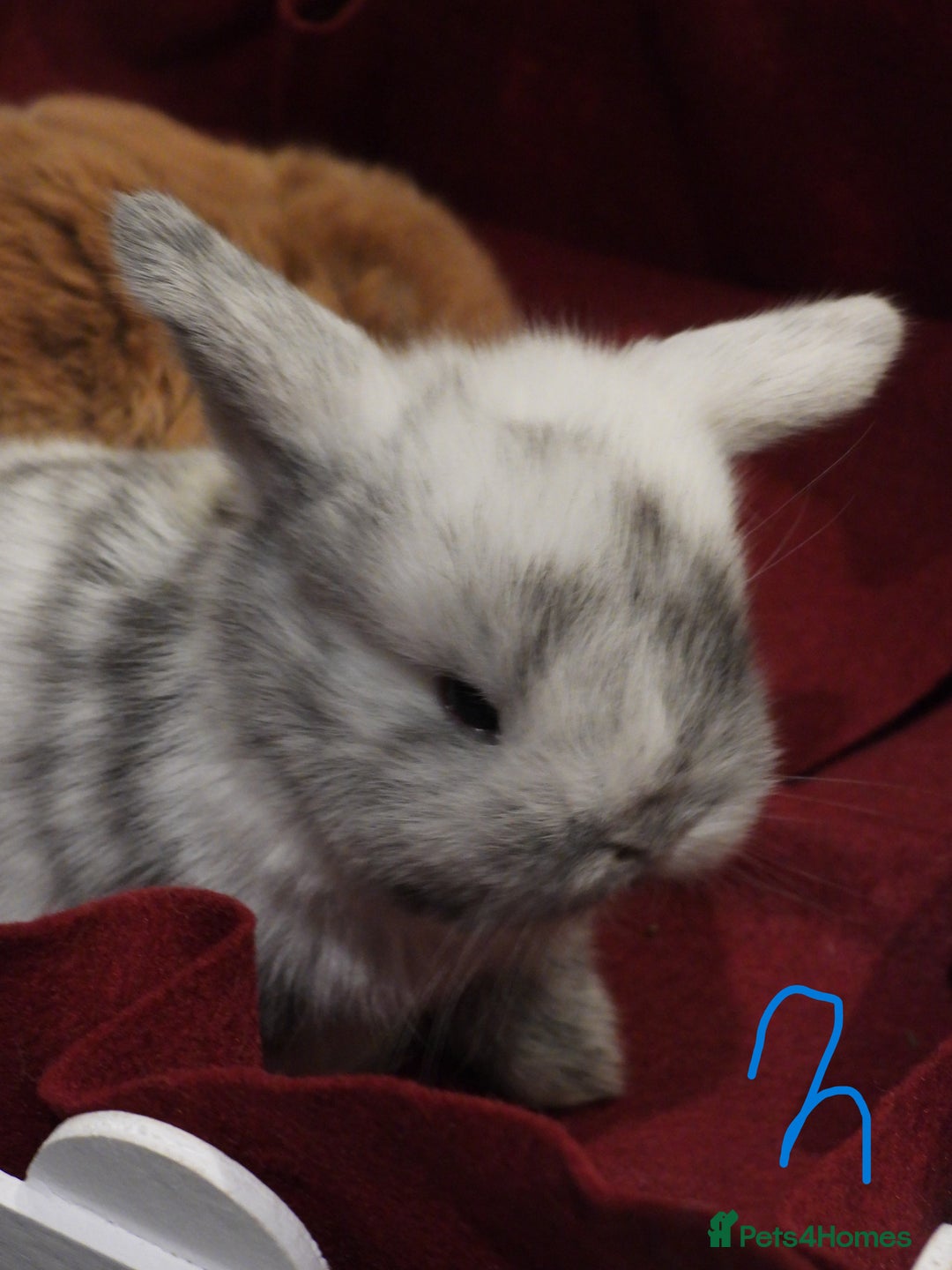 Mini Lop rabbits for sale: Adorable Purebred Mini Lop Babies - Image 9