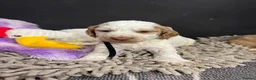 Cockapoo dogs for sale: F1 Cockapoos ..5🌟licenced breeder - Advert 6