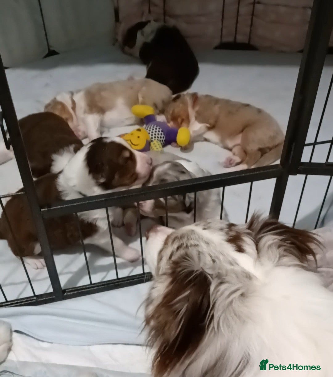 Australian Shepherd dogs for stud: Australian shepherd for stud - Advert 6