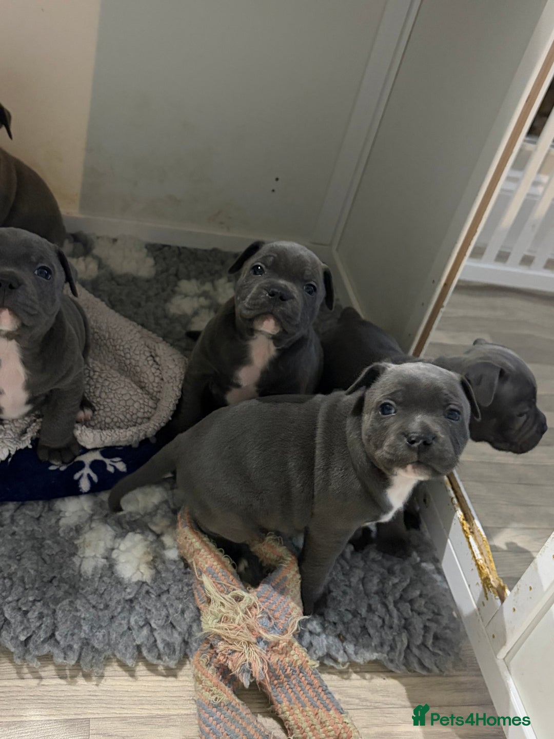 Staffordshire Bull Terrier dogs for sale: Pure Pedigree Blue Staffie Pups - Advert 12