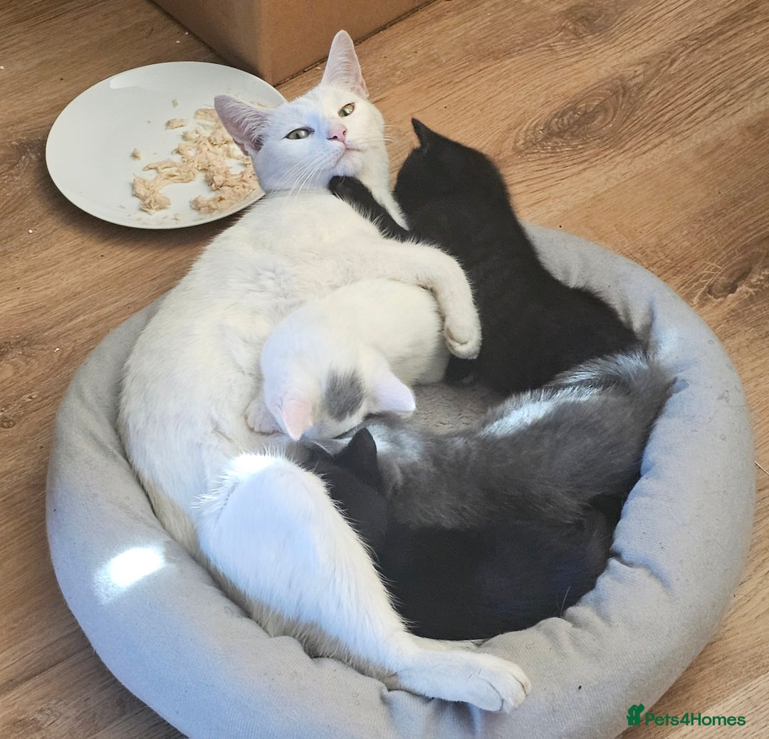 Turkish Angora cats for sale: Turkish Angora kittens - Image 2